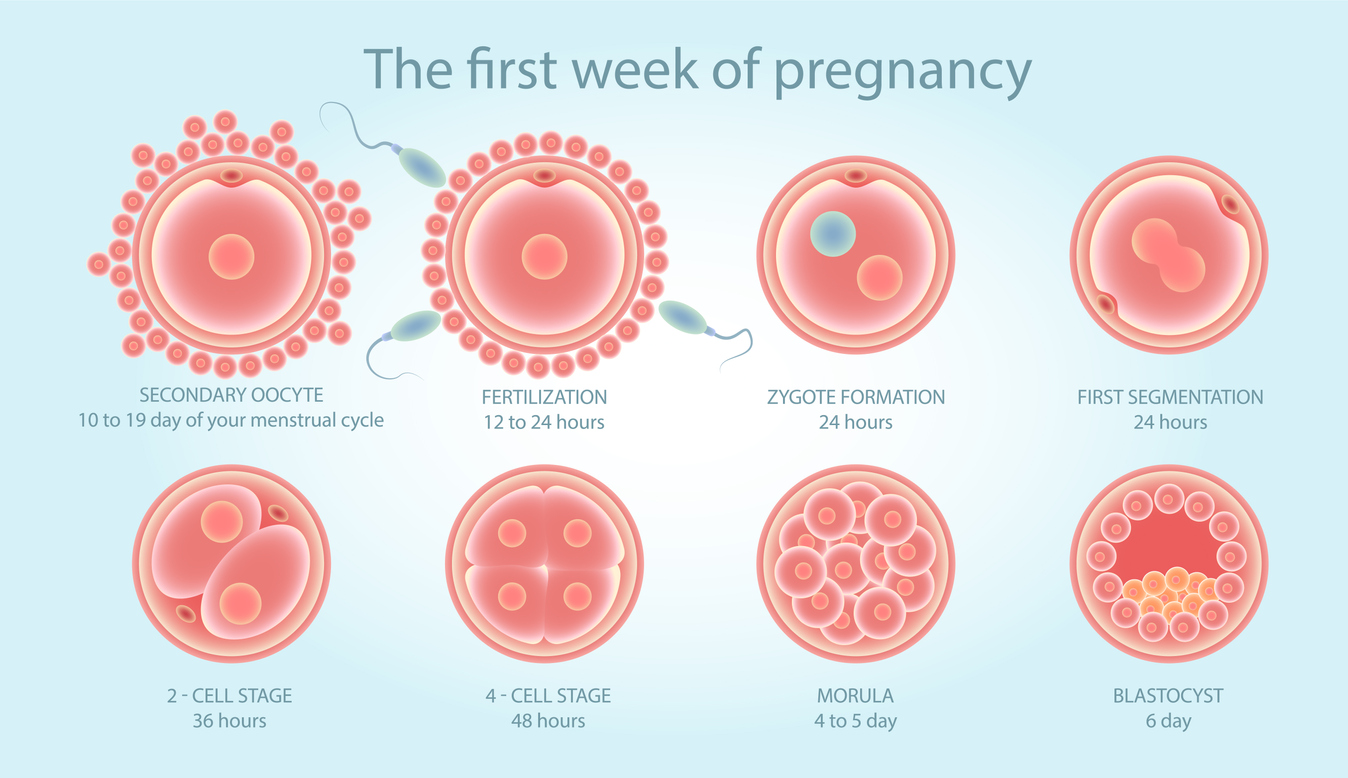 blast and cruise fertility reddit