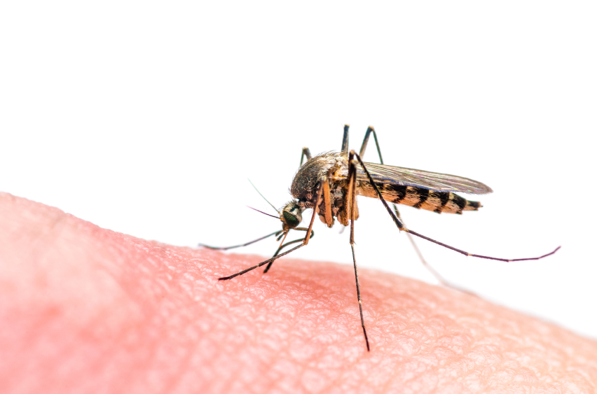 Zika Virus Fertility Cares Blog 
